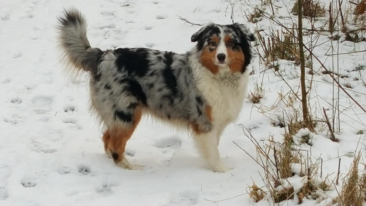 Australian shepherd Shela billede 1