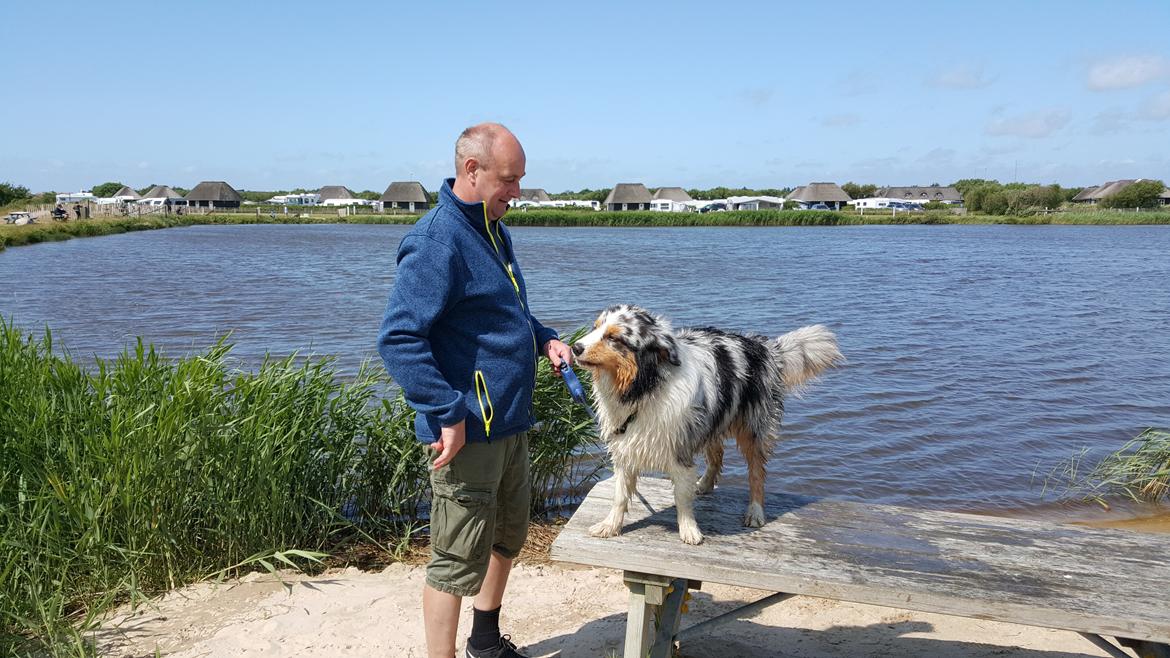 Australian shepherd Shela billede 2