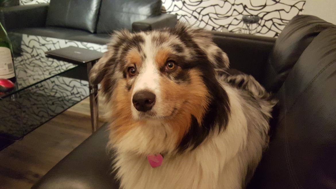 Australian shepherd Shela billede 4