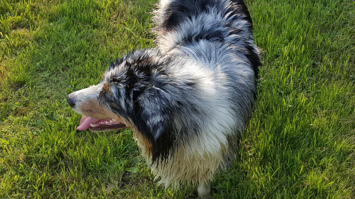 Australian shepherd Shela billede 3