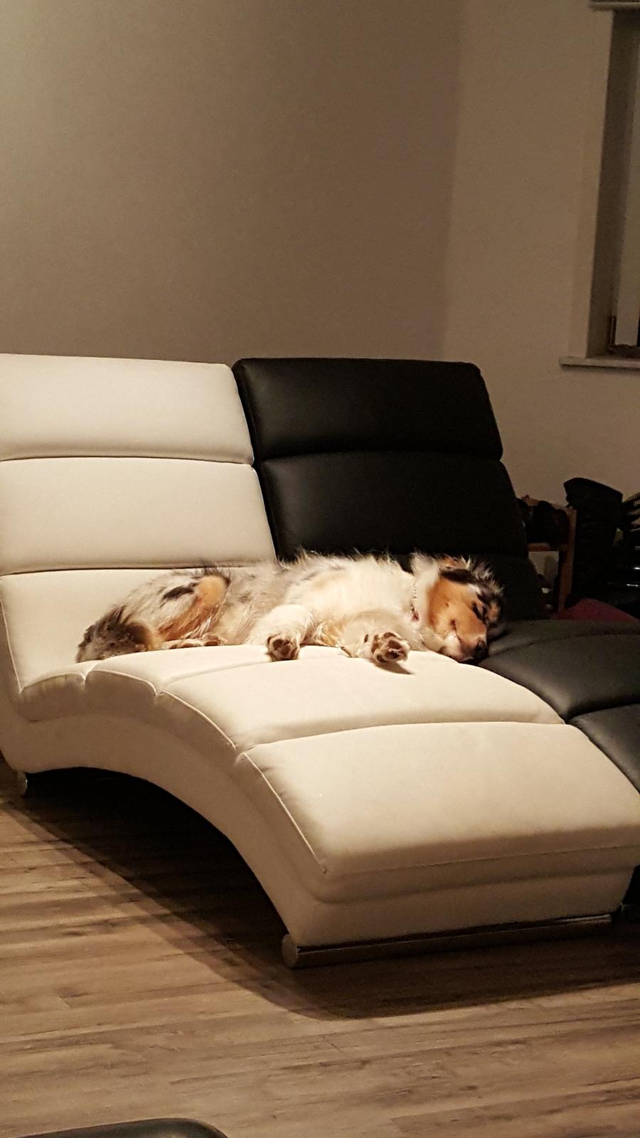 Australian shepherd Shela billede 5