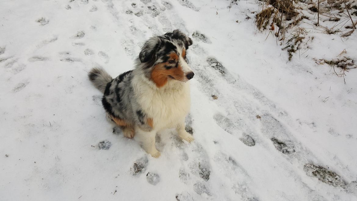 Australian shepherd Shela billede 7