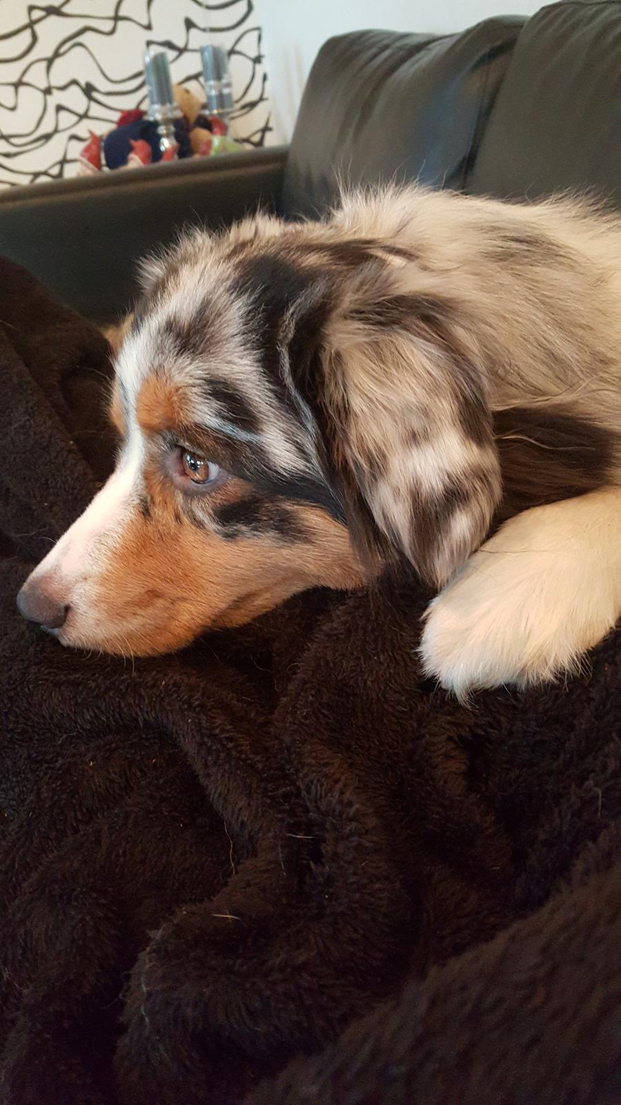 Australian shepherd Shela billede 6