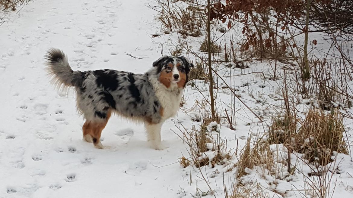 Australian shepherd Shela billede 8