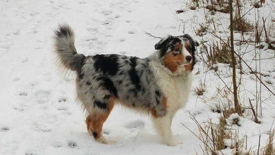 Australian shepherd Shela billede 9