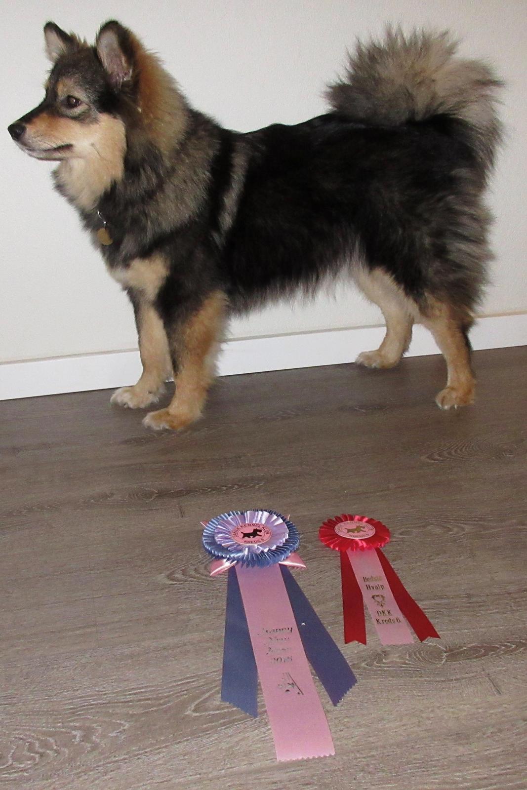 Finsk lapphund Silke  - Gjern jan. 2016 billede 26