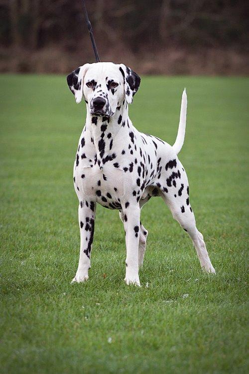 Dalmatiner Hugin (Spotdog's Everything Elegant) - 21½ mdr. gammel billede 14