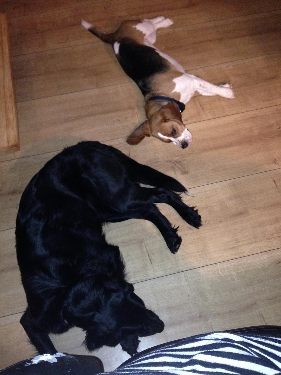 Blanding af racer Bentley billede 27