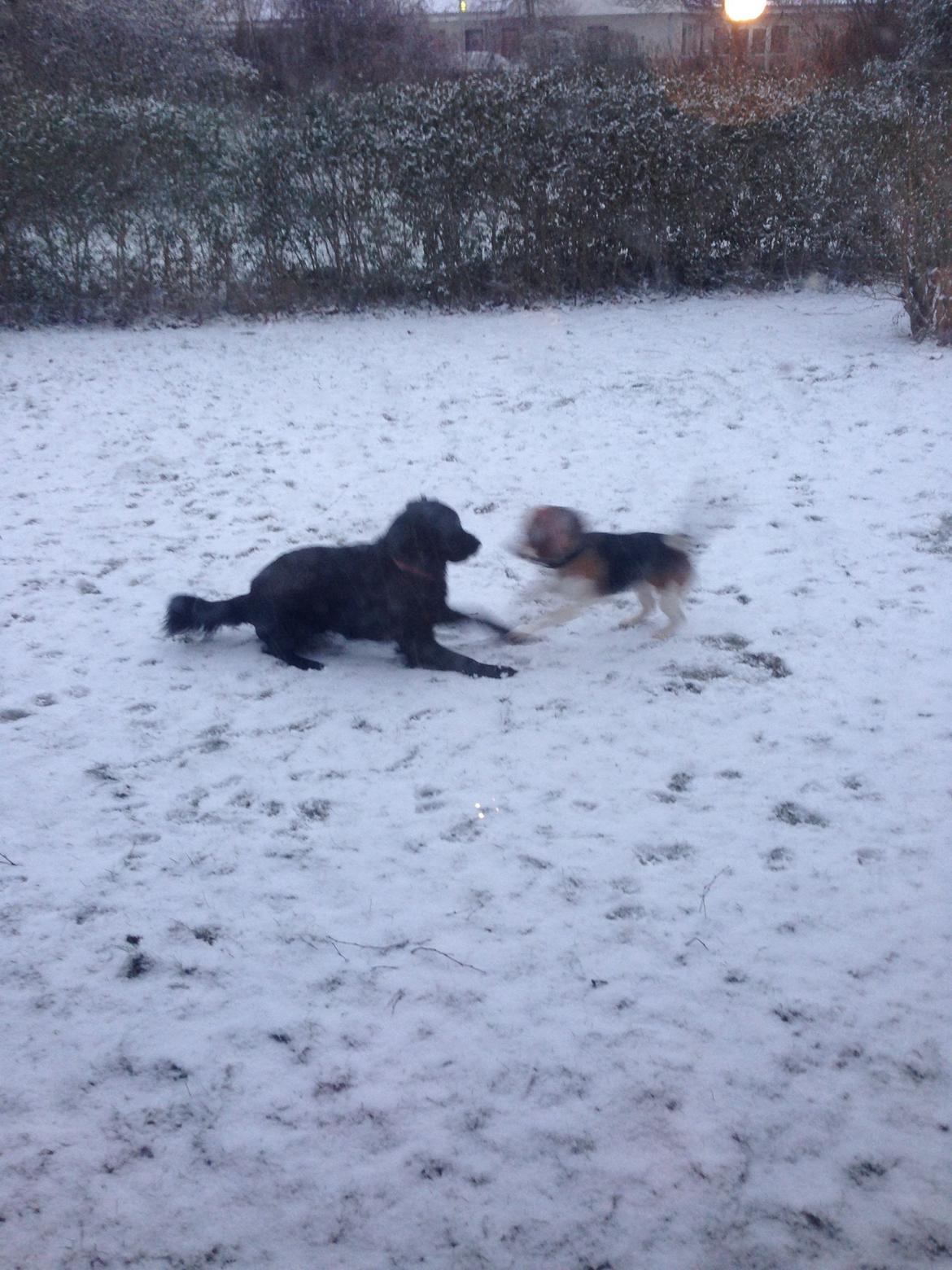 Blanding af racer Bentley billede 28