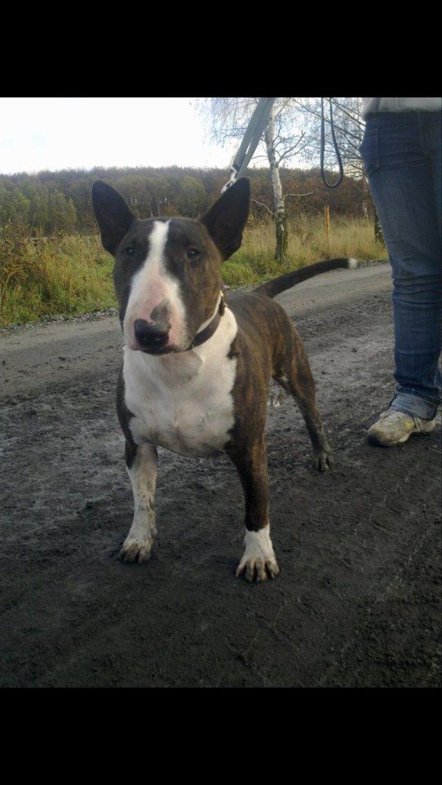 Bullterrier Steadfast Gonzales(Gaffa) billede 10