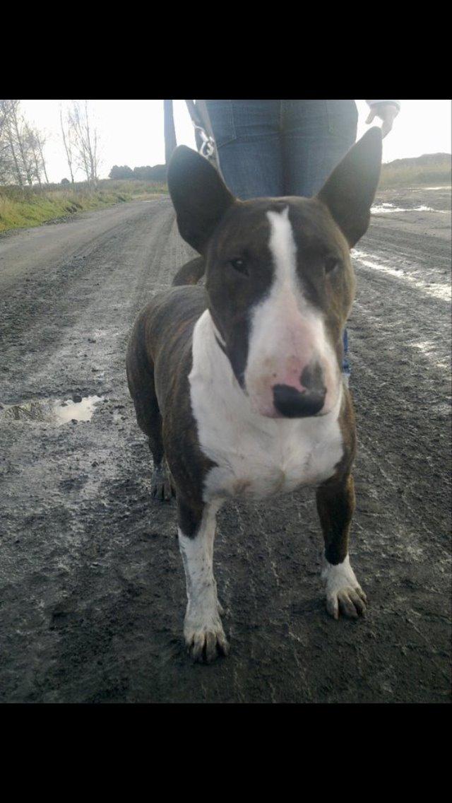 Bullterrier Steadfast Gonzales(Gaffa) billede 11