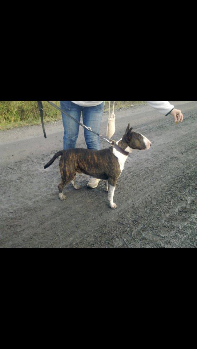 Bullterrier Steadfast Gonzales(Gaffa) billede 12