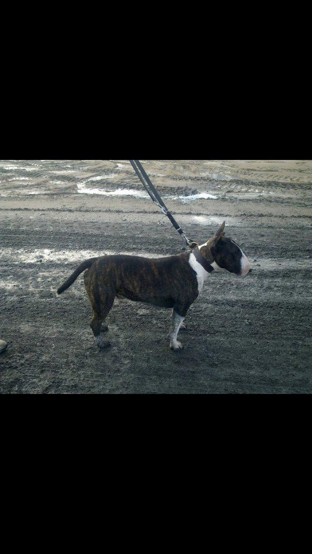 Bullterrier Steadfast Gonzales(Gaffa) billede 9