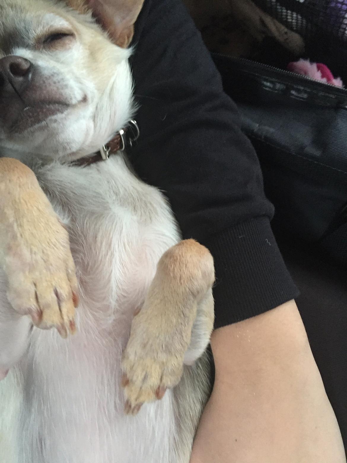 Chihuahua Bailey billede 3