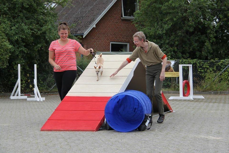 Chihuahua Bailey billede 2