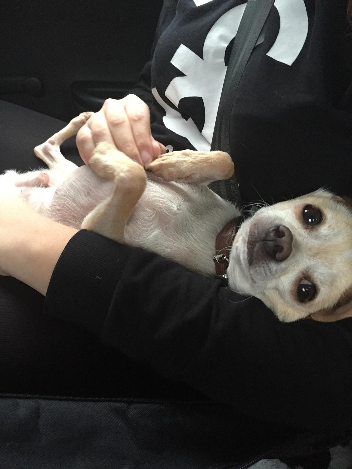 Chihuahua Bailey billede 4