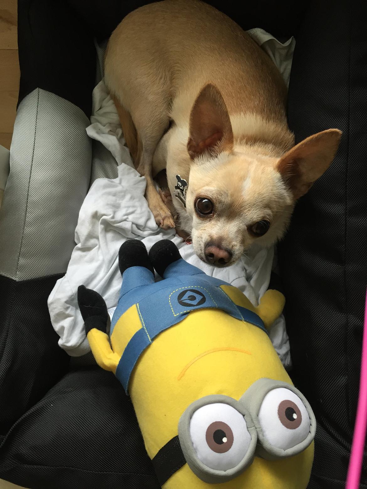 Chihuahua Bailey billede 5