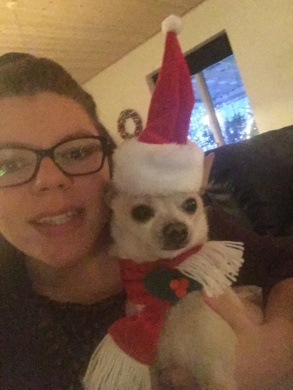 Chihuahua Bailey billede 6