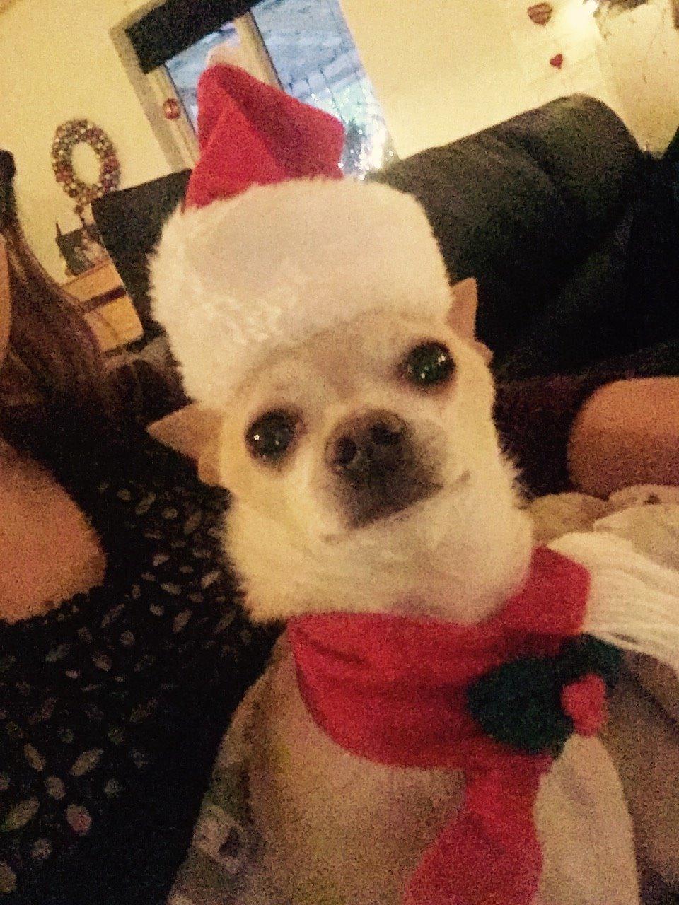 Chihuahua Bailey billede 7