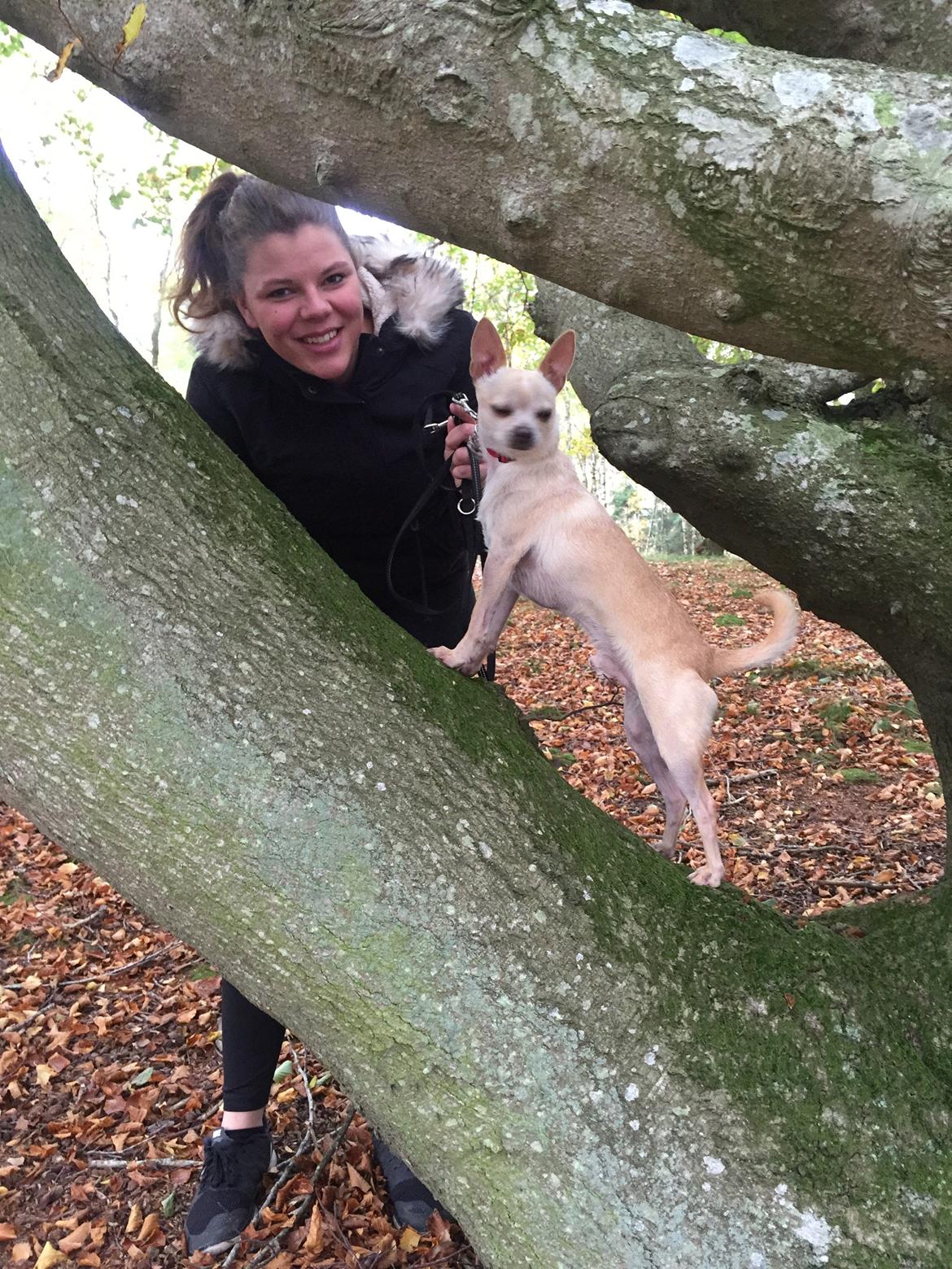 Chihuahua Bailey billede 8