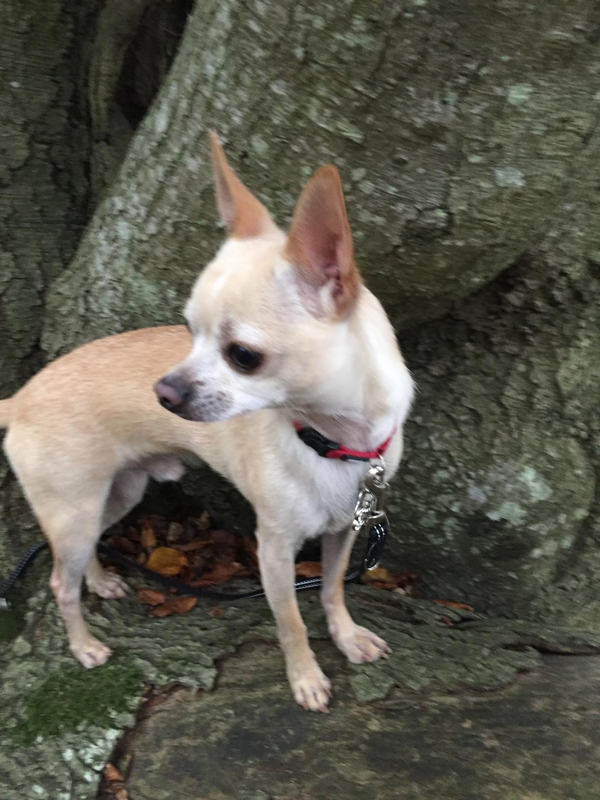 Chihuahua Bailey billede 9