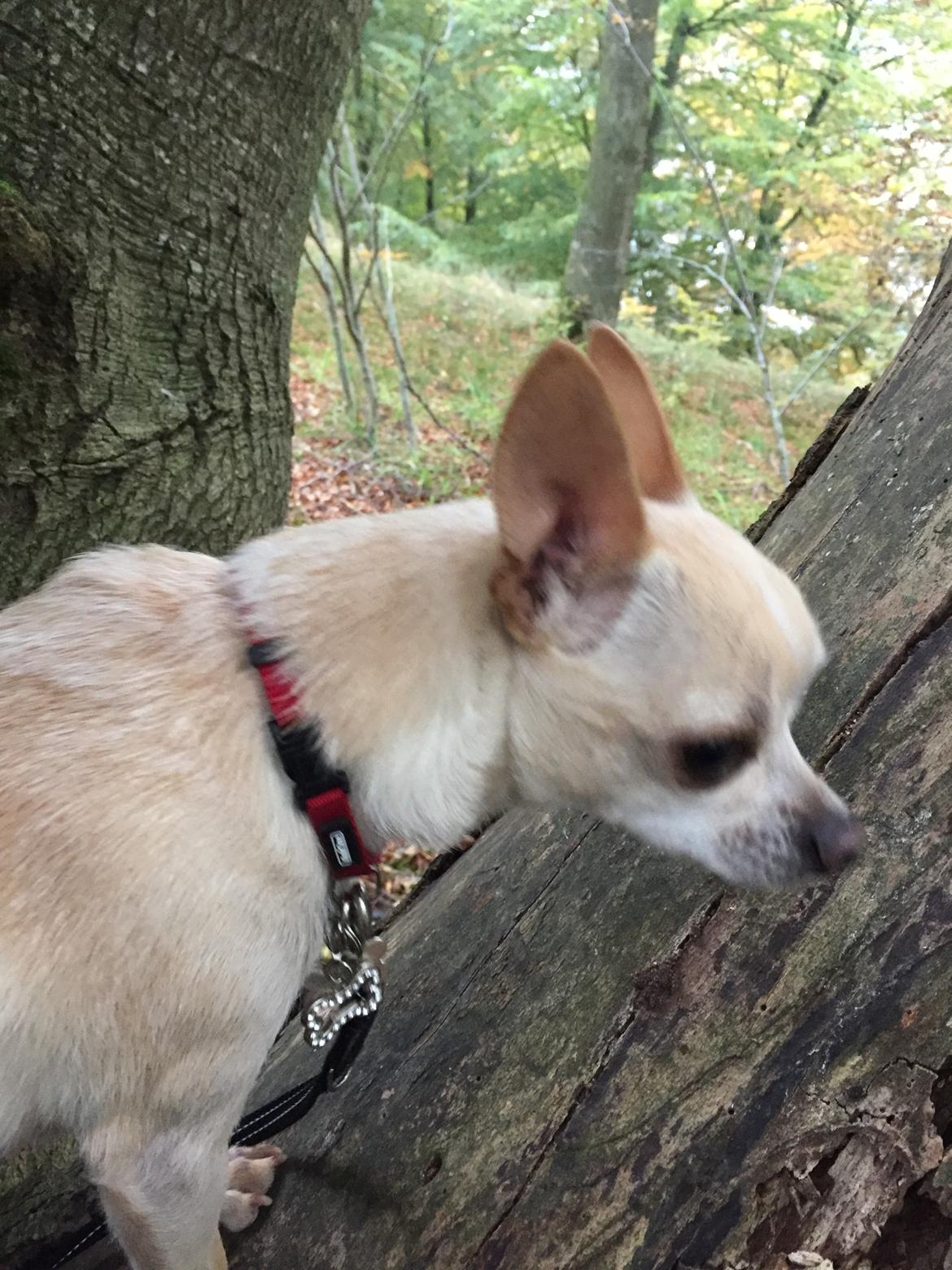 Chihuahua Bailey billede 10