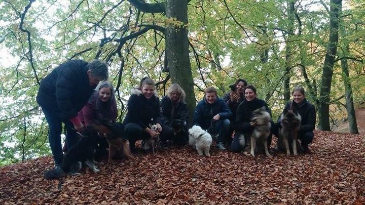 Chihuahua Bailey billede 11