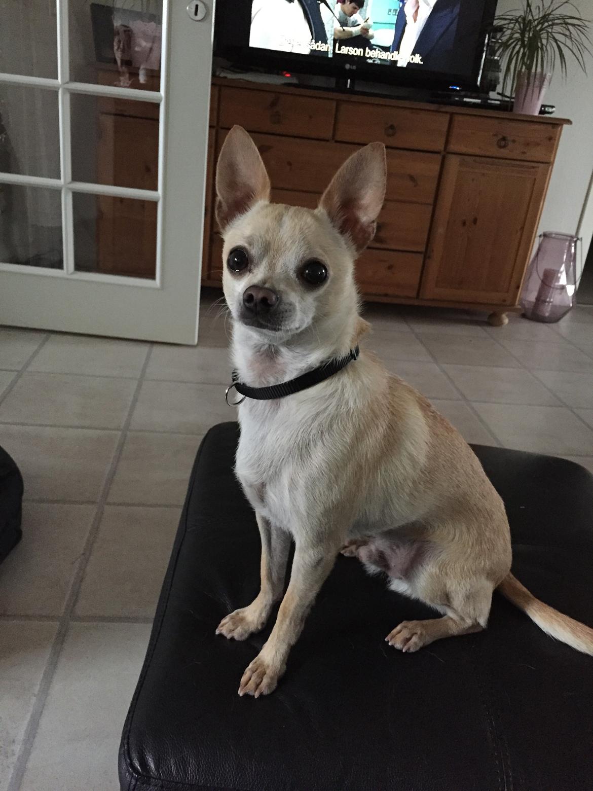 Chihuahua Bailey billede 12