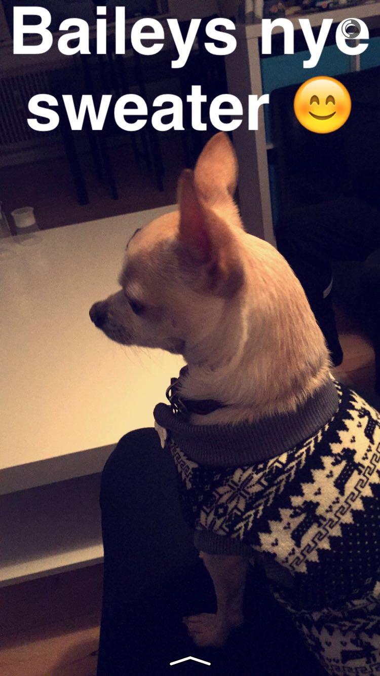 Chihuahua Bailey billede 13