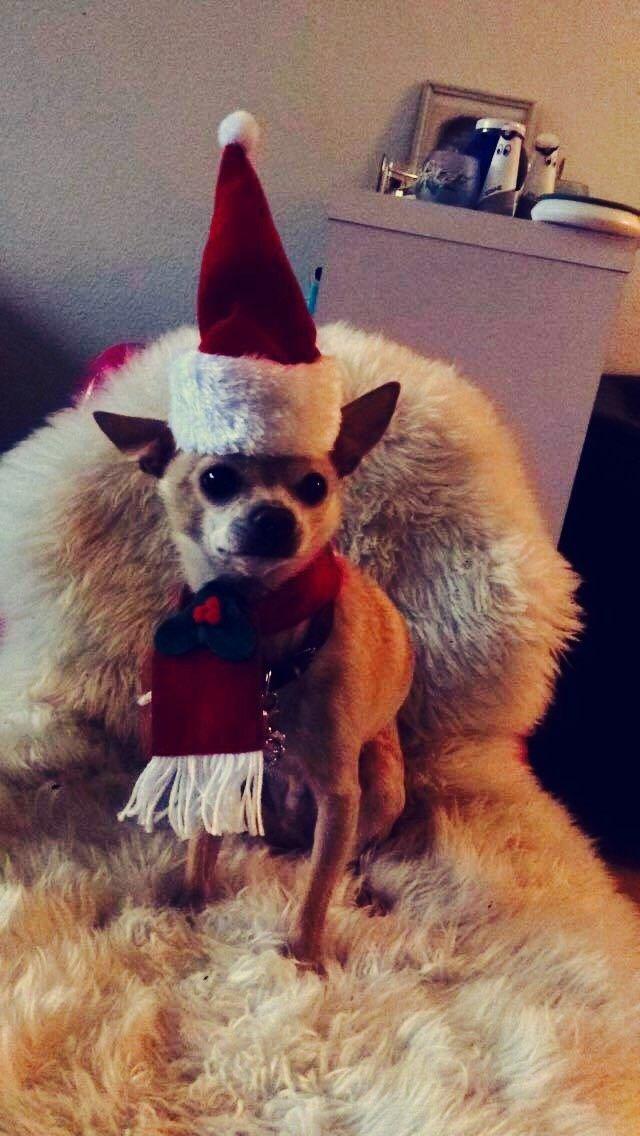 Chihuahua Bailey billede 14