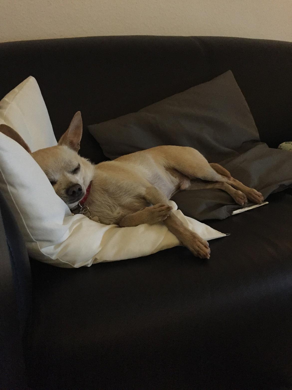 Chihuahua Bailey billede 15