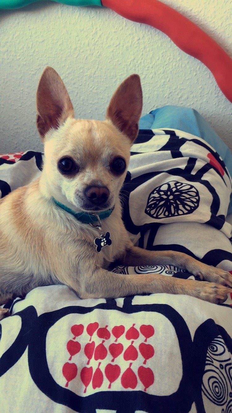 Chihuahua Bailey billede 16