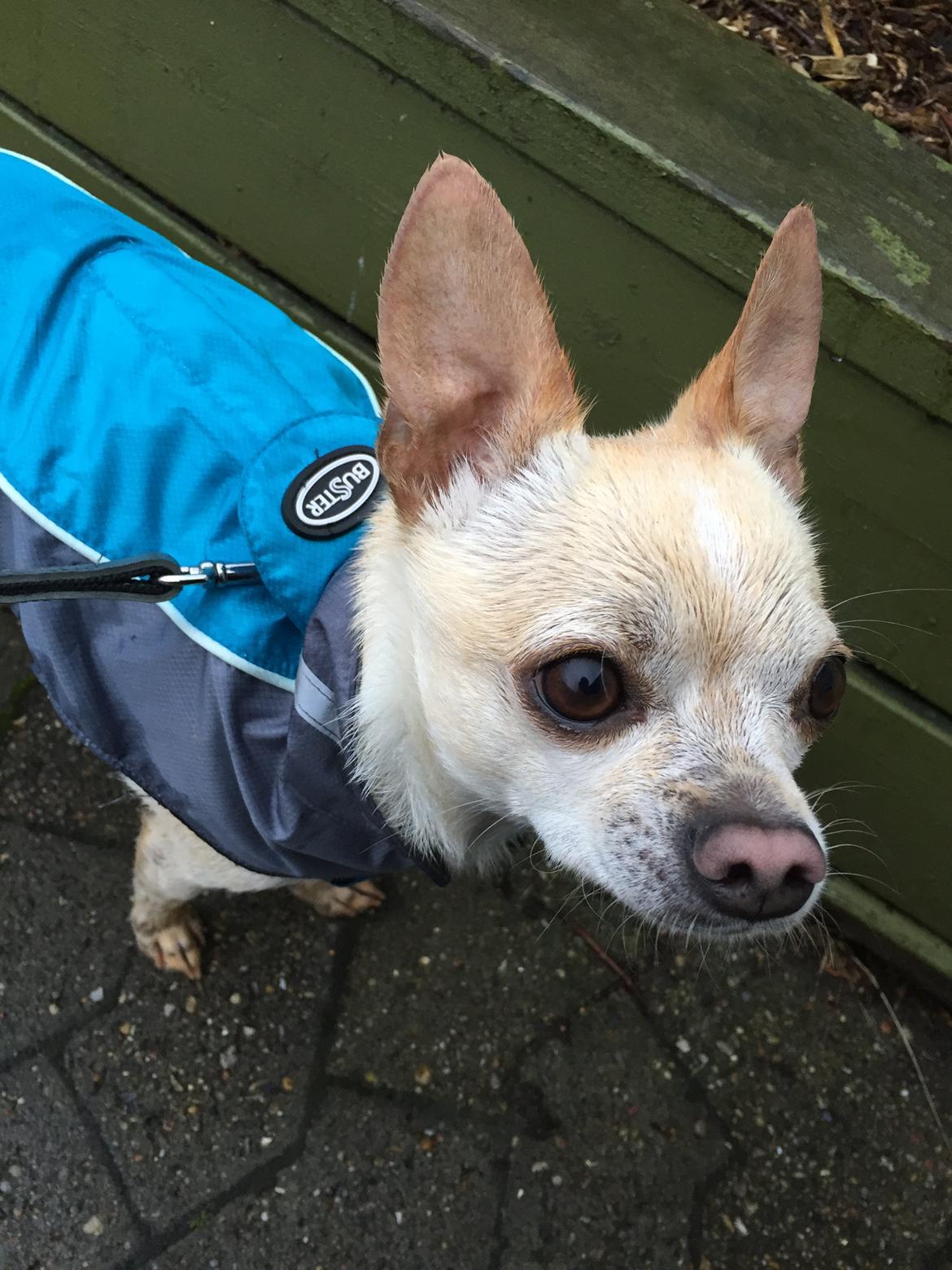 Chihuahua Bailey billede 17