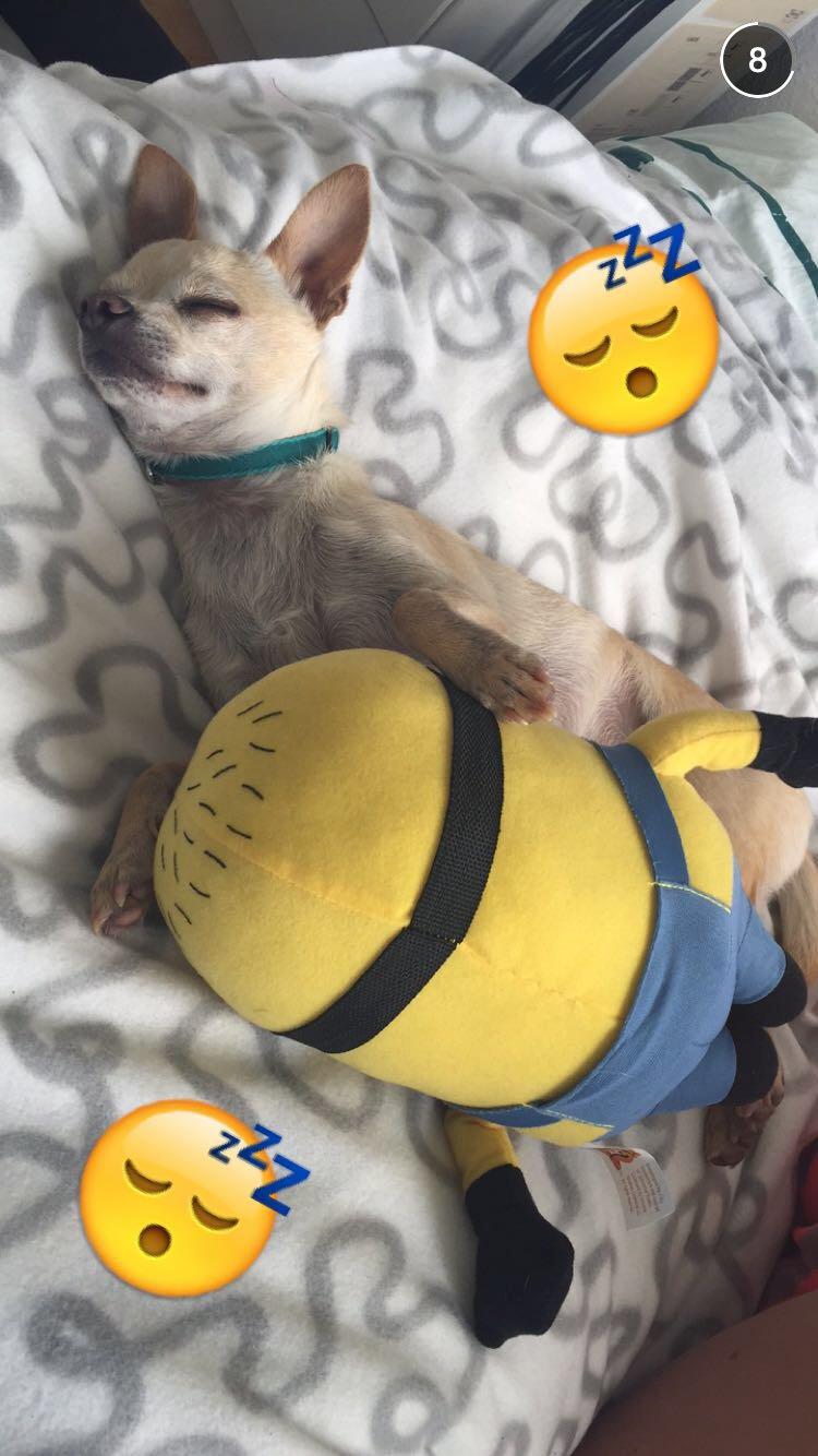 Chihuahua Bailey billede 18