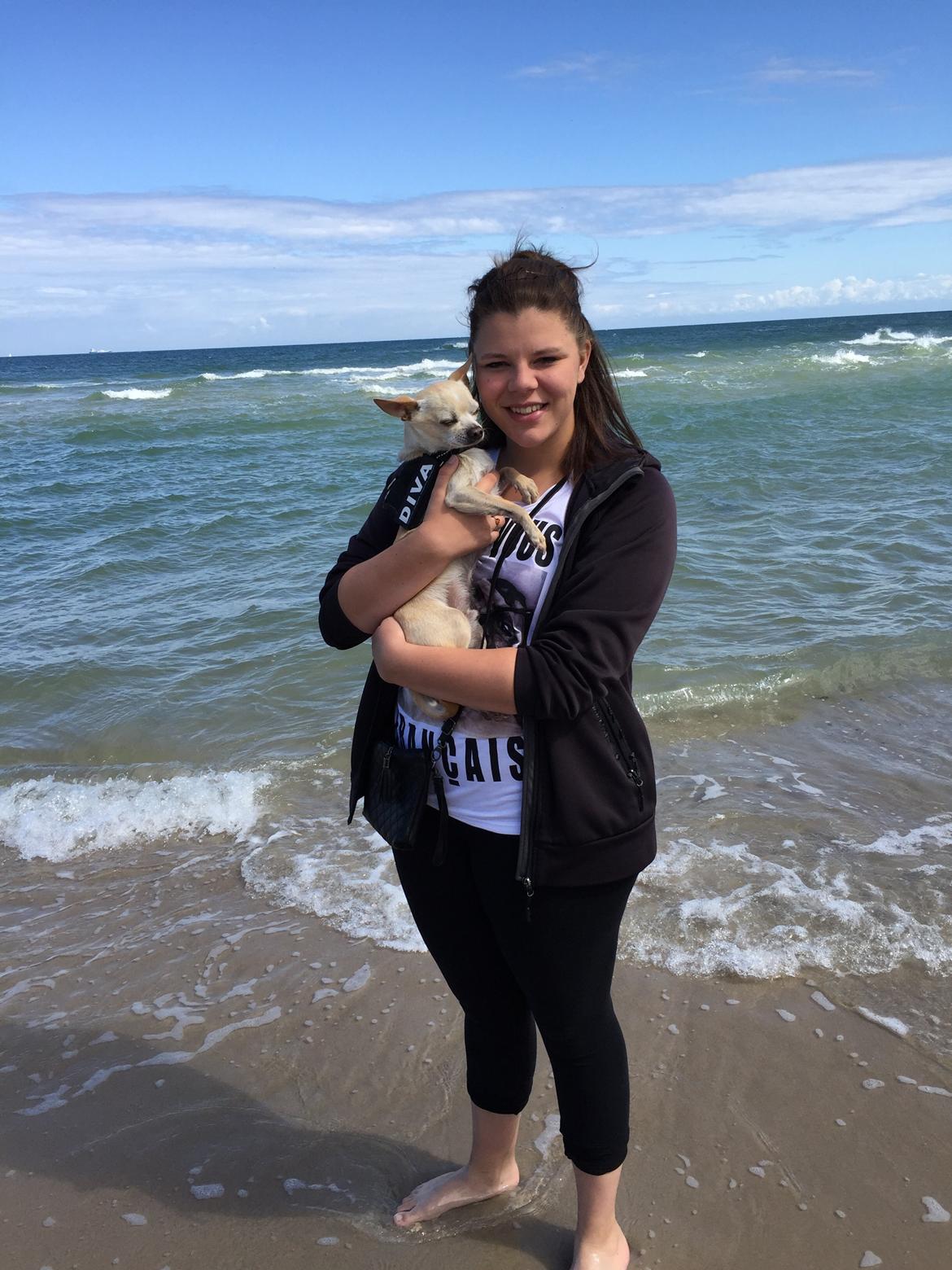 Chihuahua Bailey billede 20