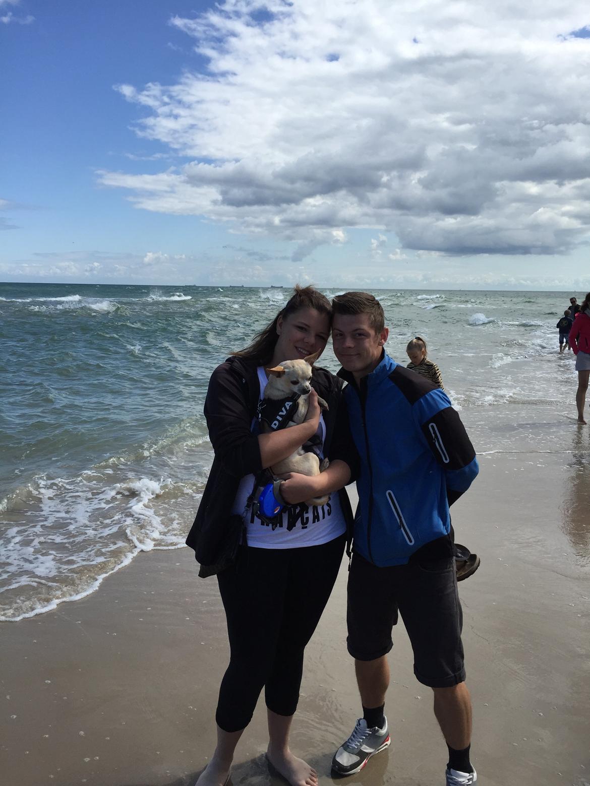 Chihuahua Bailey billede 21