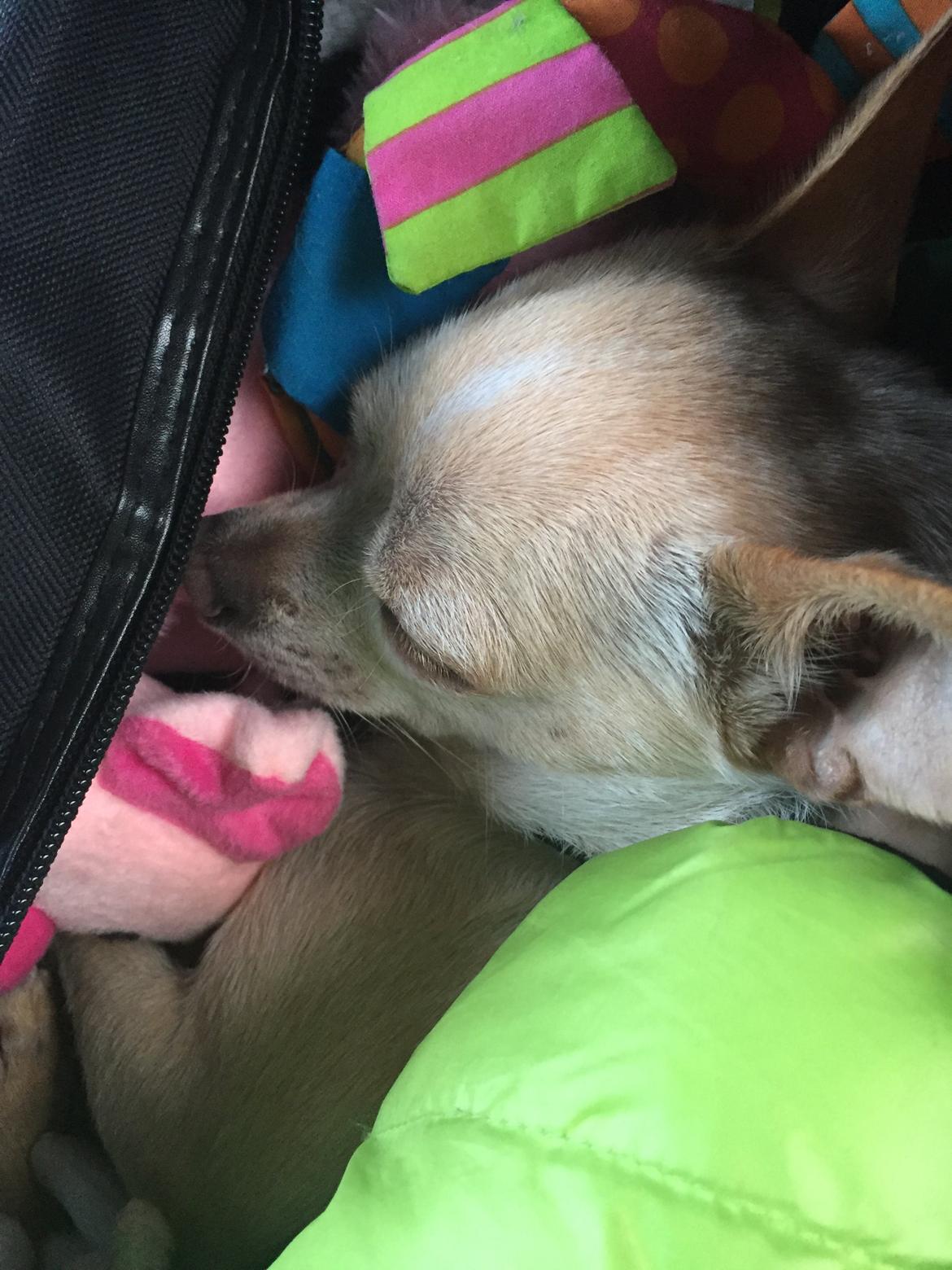 Chihuahua Bailey billede 22