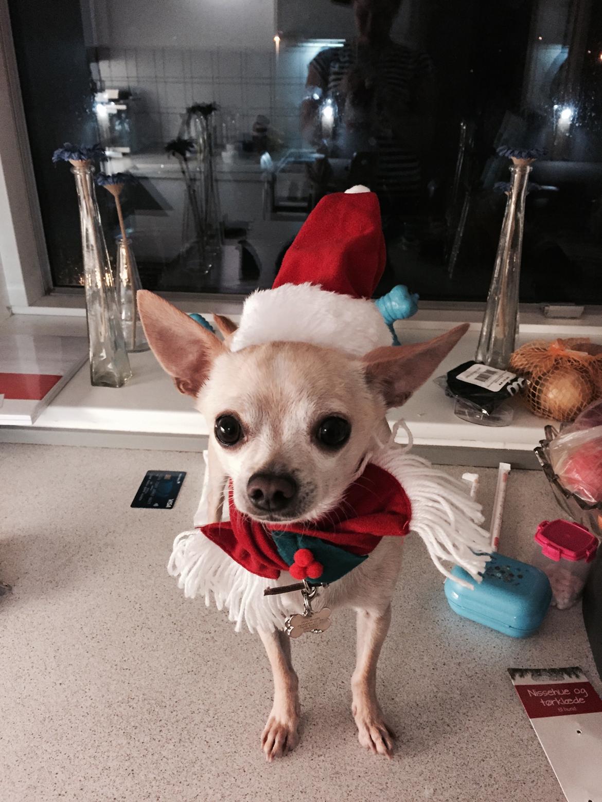 Chihuahua Bailey billede 23