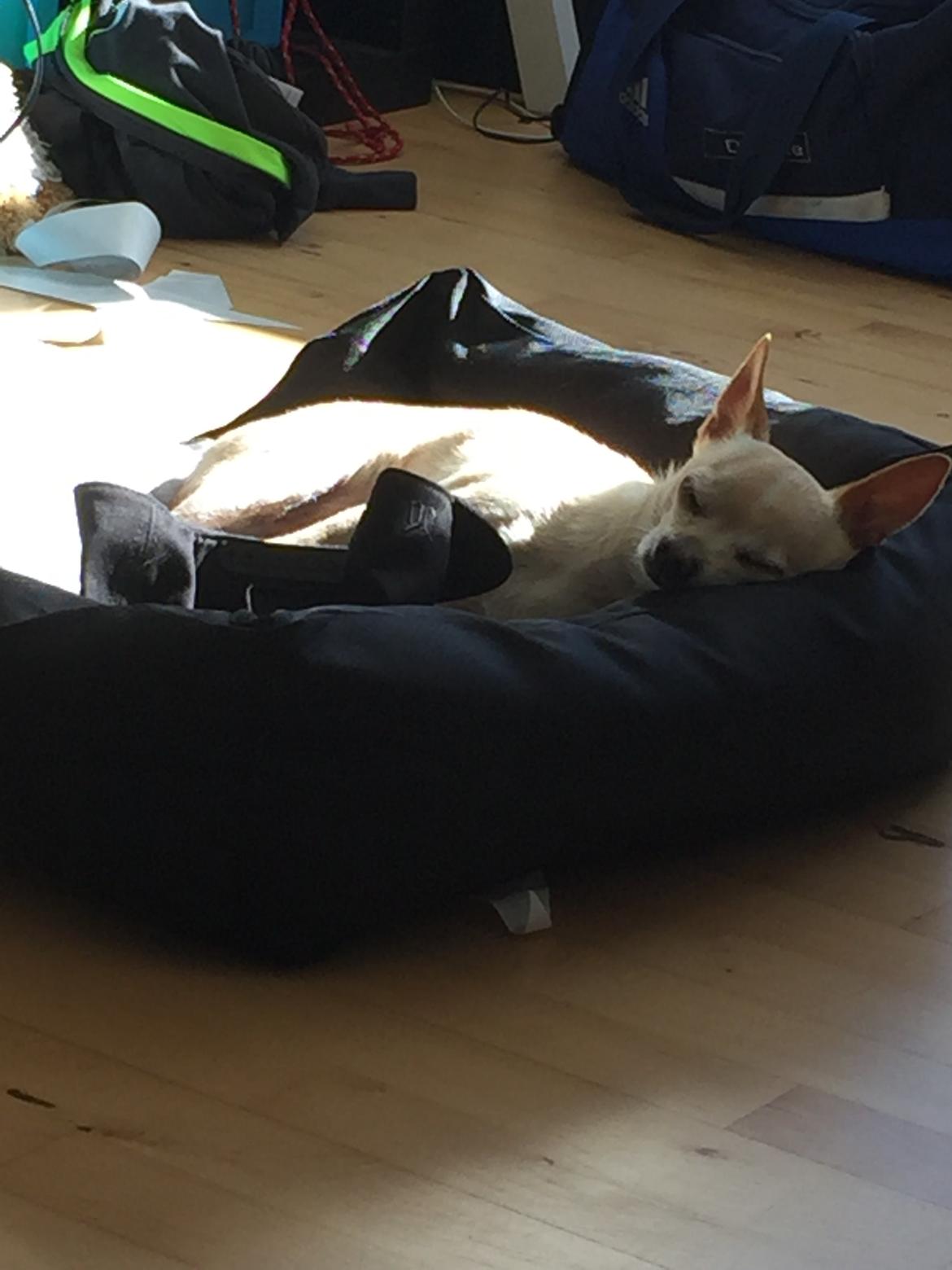 Chihuahua Bailey billede 24