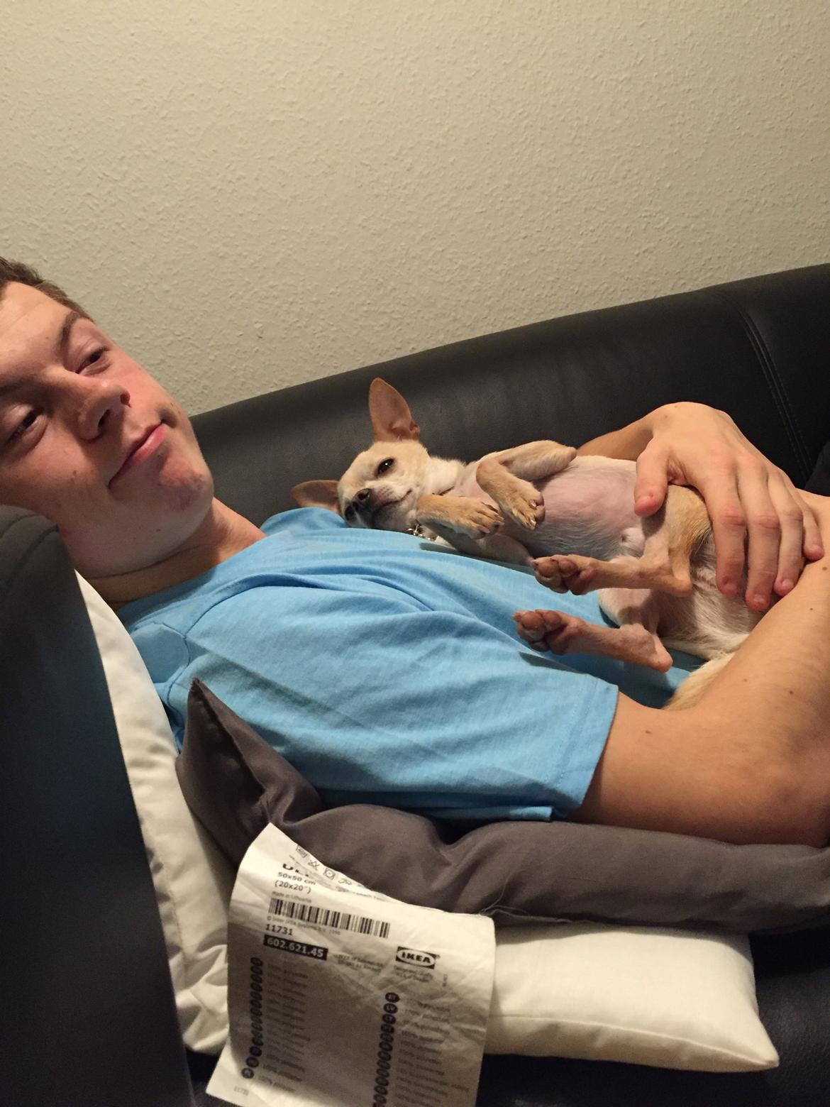 Chihuahua Bailey billede 25