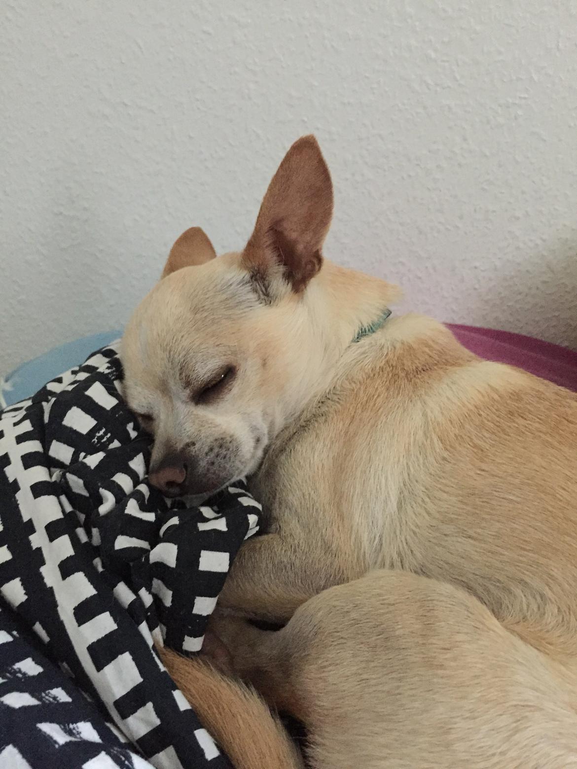 Chihuahua Bailey billede 26