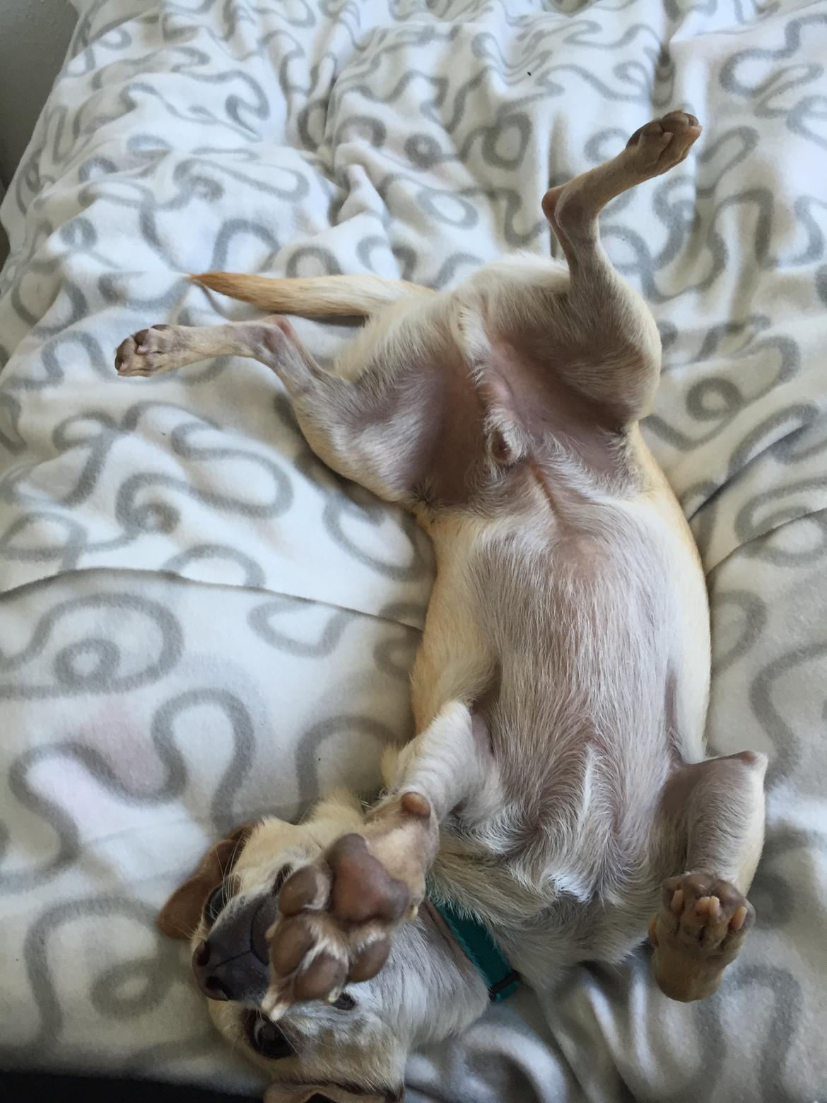 Chihuahua Bailey billede 27