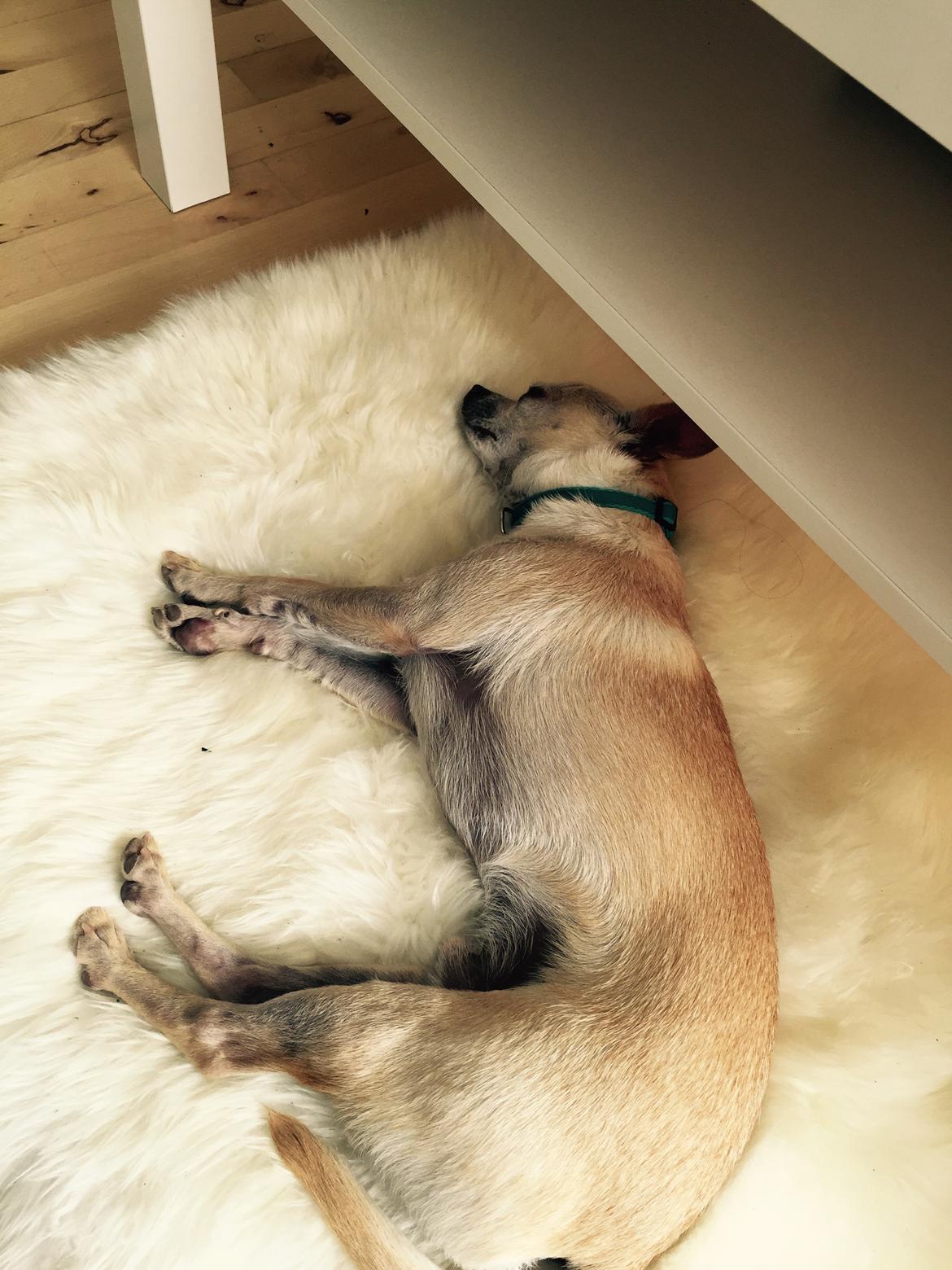 Chihuahua Bailey billede 28