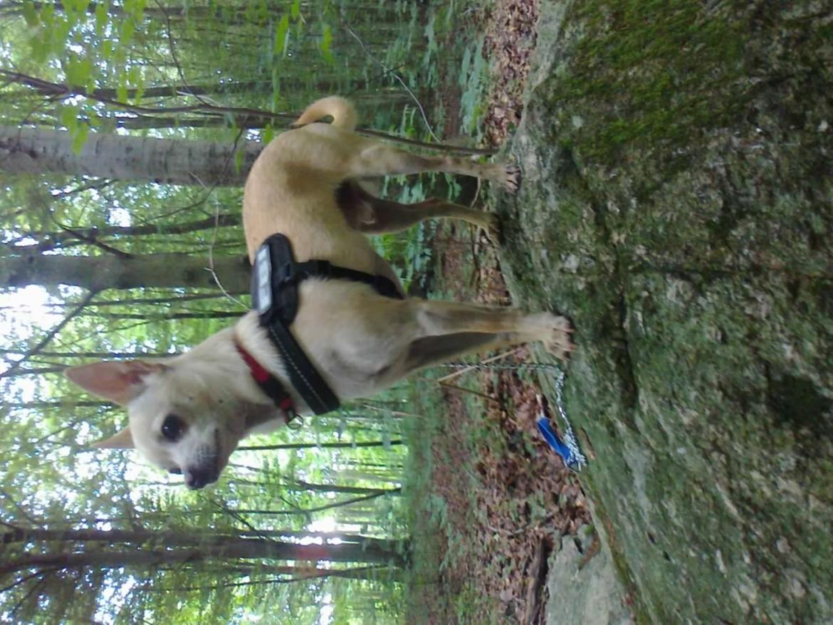 Chihuahua Bailey billede 29