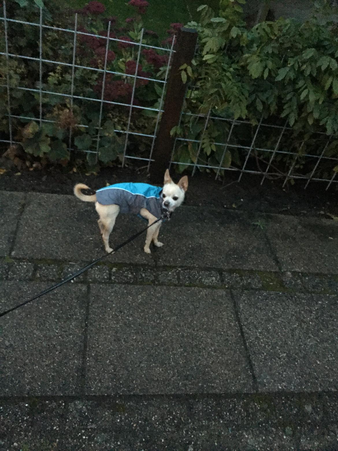 Chihuahua Bailey billede 30