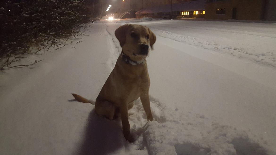 Labrador retriever Hillsbrook Laban billede 16