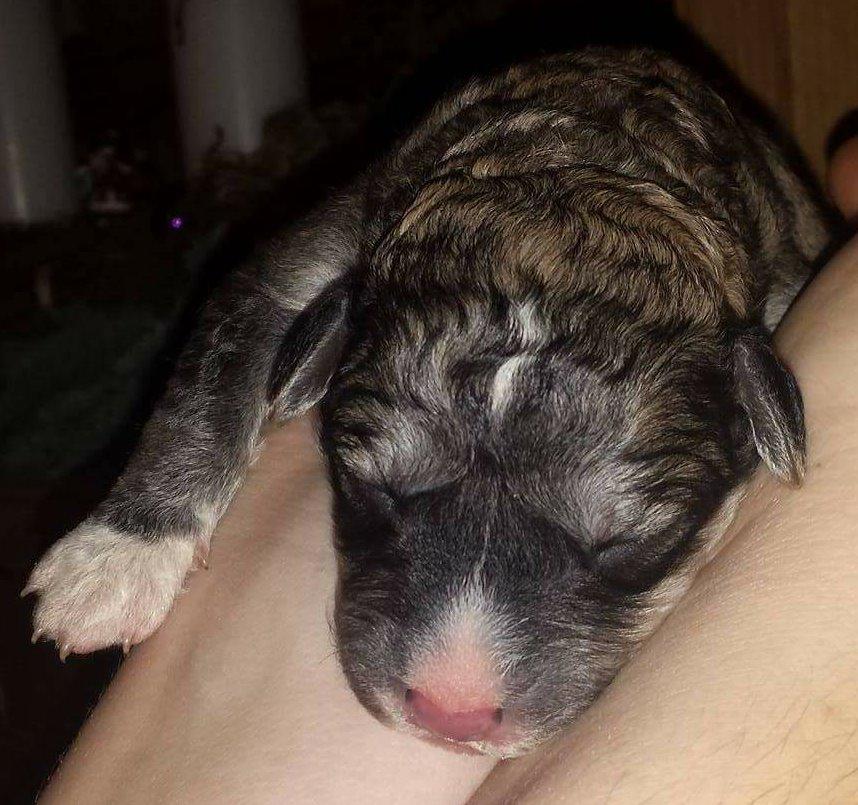 Blanding af racer Bimse - Vores første møde med bimse her er han 4 dage gammel billede 1