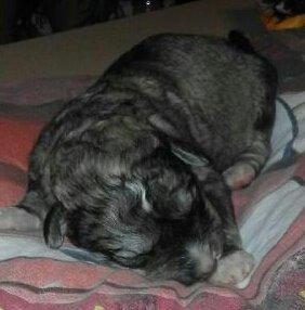 Blanding af racer Bimse - så blev man 5 dage gammel billede 4