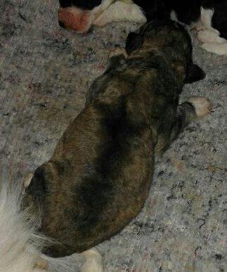 Blanding af racer Bimse - Jeg sover bare videre billede 3