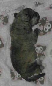 Blanding af racer Bimse - så blev jeg 1 uge idag  billede 6